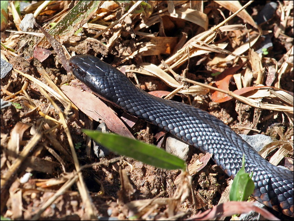 Red-bellied Black Snake redbelliedblacksnake_46739.psd