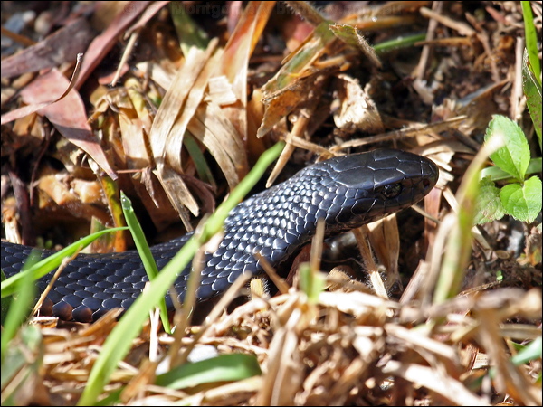 Red-bellied Black Snake redbelliedblacksnake_46743.psd