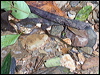 royal_ground_snake_22670