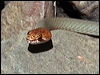 sombre_whip_snake_34153
