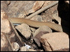 sombre_whip_snake_34154