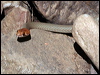 sombre_whip_snake_34155