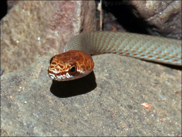 Sombre Whip Snake sombre_whip_snake_34153.psd