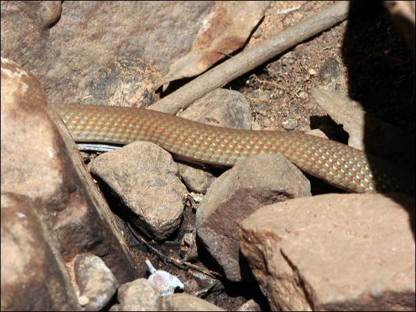 Sombre Whip Snake sombre_whip_snake_34154.psd