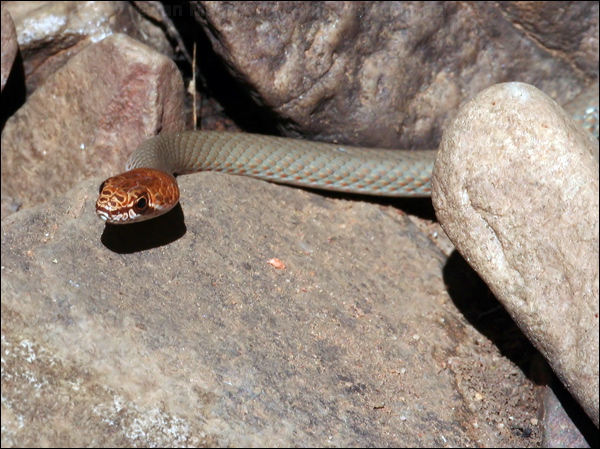 Sombre Whip Snake sombre_whip_snake_34155.psd