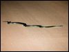 water_python_91476