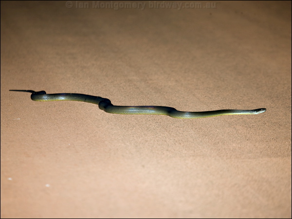 Water Python water_python_91476.psd