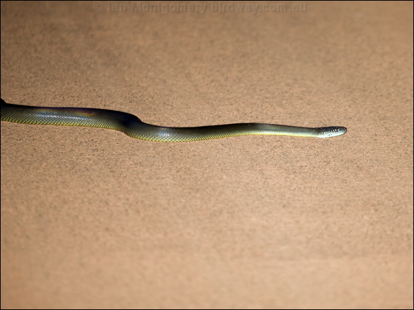 Water Python water_python_91477.psd