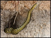 yellow_anaconda_203898_2