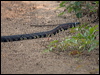 Click here to enter gallery and see photos/pictures/images of Yellow Rat Snake