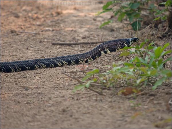 Yellow Rat Snake yellow_rat_snake_205133.psd