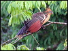 hoatzin_25636