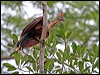 hoatzin_25720