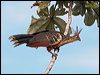 hoatzin_26676