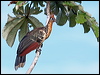 hoatzin_26685