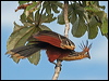 hoatzin_26688