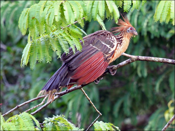 Hoatzin hoatzin_25636.psd