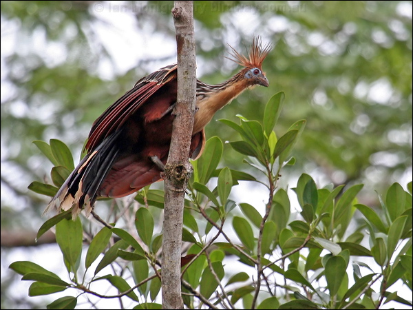 Hoatzin hoatzin_25720.psd