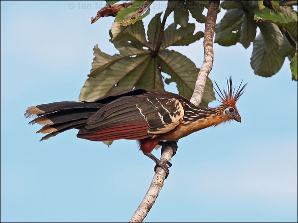 Hoatzin hoatzin_26676.psd