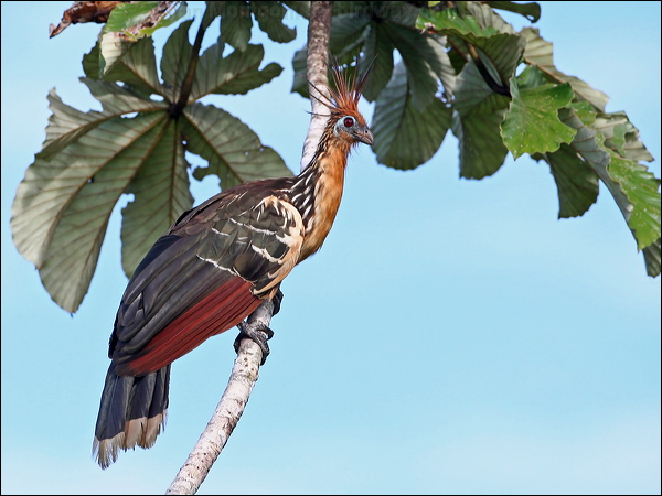 Hoatzin hoatzin_26685.psd