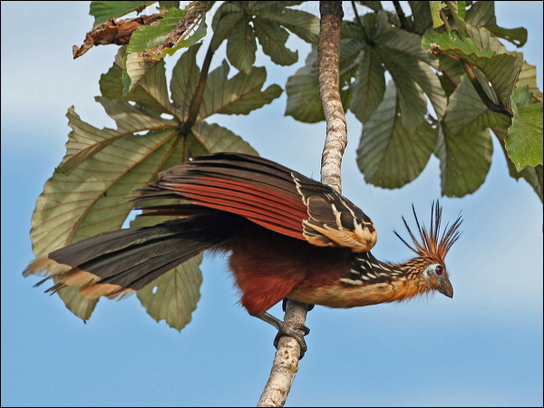 Hoatzin hoatzin_26688.psd