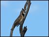 crested_bellbird_80451