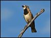 crested_bellbird_80459