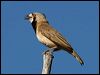 crested_bellbird_80463