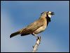 crested_bellbird_80477
