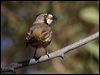 crested_bellbird_80483