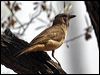 crested_bellbird_81744