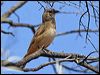 crested_bellbird_81748