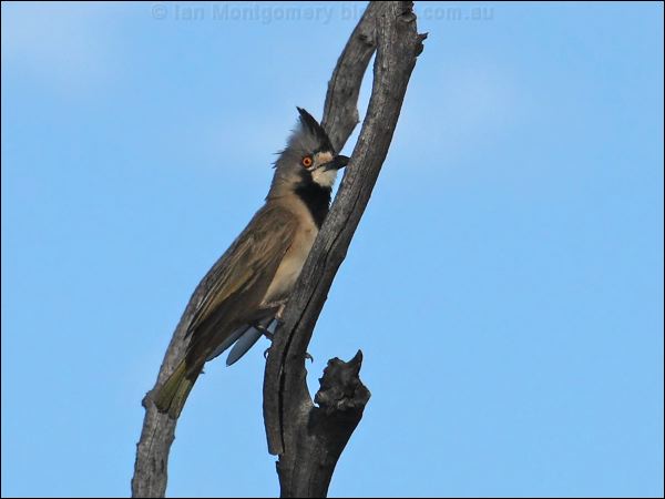 Crested Bellbird crested_bellbird_80451.psd