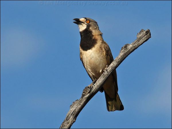 Crested Bellbird crested_bellbird_80459.psd