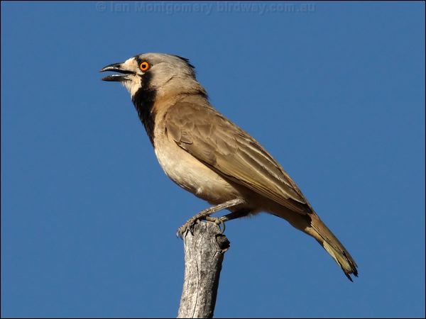Crested Bellbird crested_bellbird_80463.psd