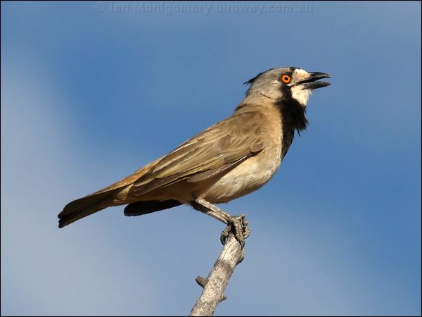 Crested Bellbird crested_bellbird_80477.psd