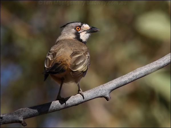 Crested Bellbird crested_bellbird_80483.psd
