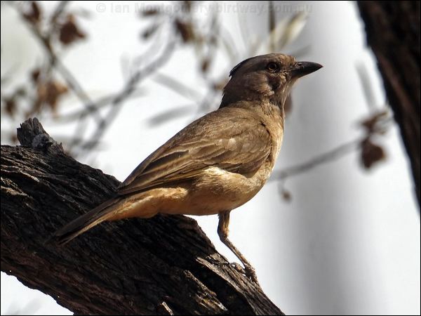 Crested Bellbird crested_bellbird_81744.psd