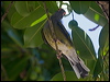 austr_figbird_114608