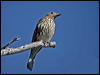 austr_figbird_12755