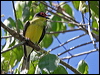 austr_figbird_13003