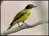 austr_figbird_199358