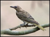 austr_figbird_199362