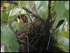 austr_figbird_30330