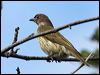 austr_figbird_35885