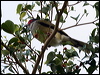 austr_figbird_60669