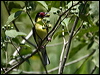 austr_figbird_83563