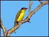 austr_figbird_91209