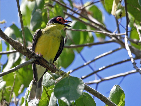 Australasian Figbird austr_figbird_13003.psd
