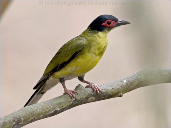 Australasian Figbird austr_figbird_199358.psd